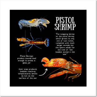 Animal Facts - Pistol Shrimp Posters and Art